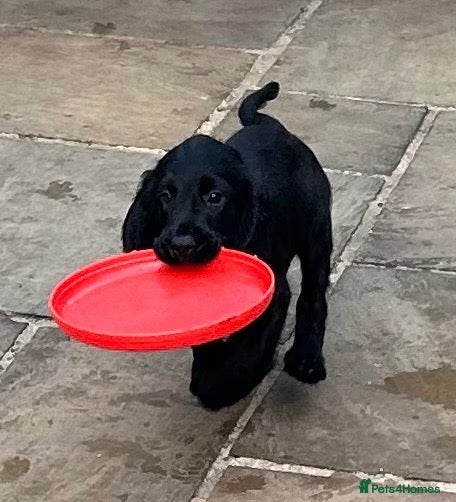 Sprocker dogs Gorgeous sprockers only 2 boys left  - Advert 1