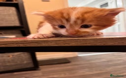 Domestic Shorthair cats for sale: 4 lovely little kittens  - Advert 4