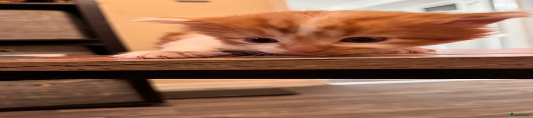 Domestic Shorthair Kitten 4