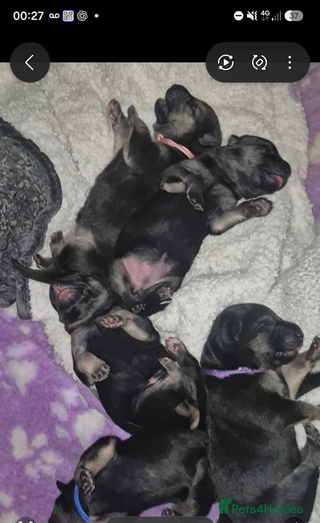 German Shepherd dogs for sale: East European Shepherd  - Advert 5