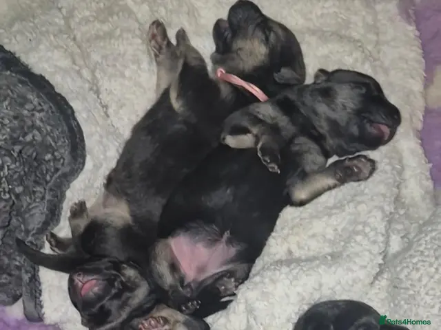 German Shepherd dogs for sale: East European Shepherd - Advert 5