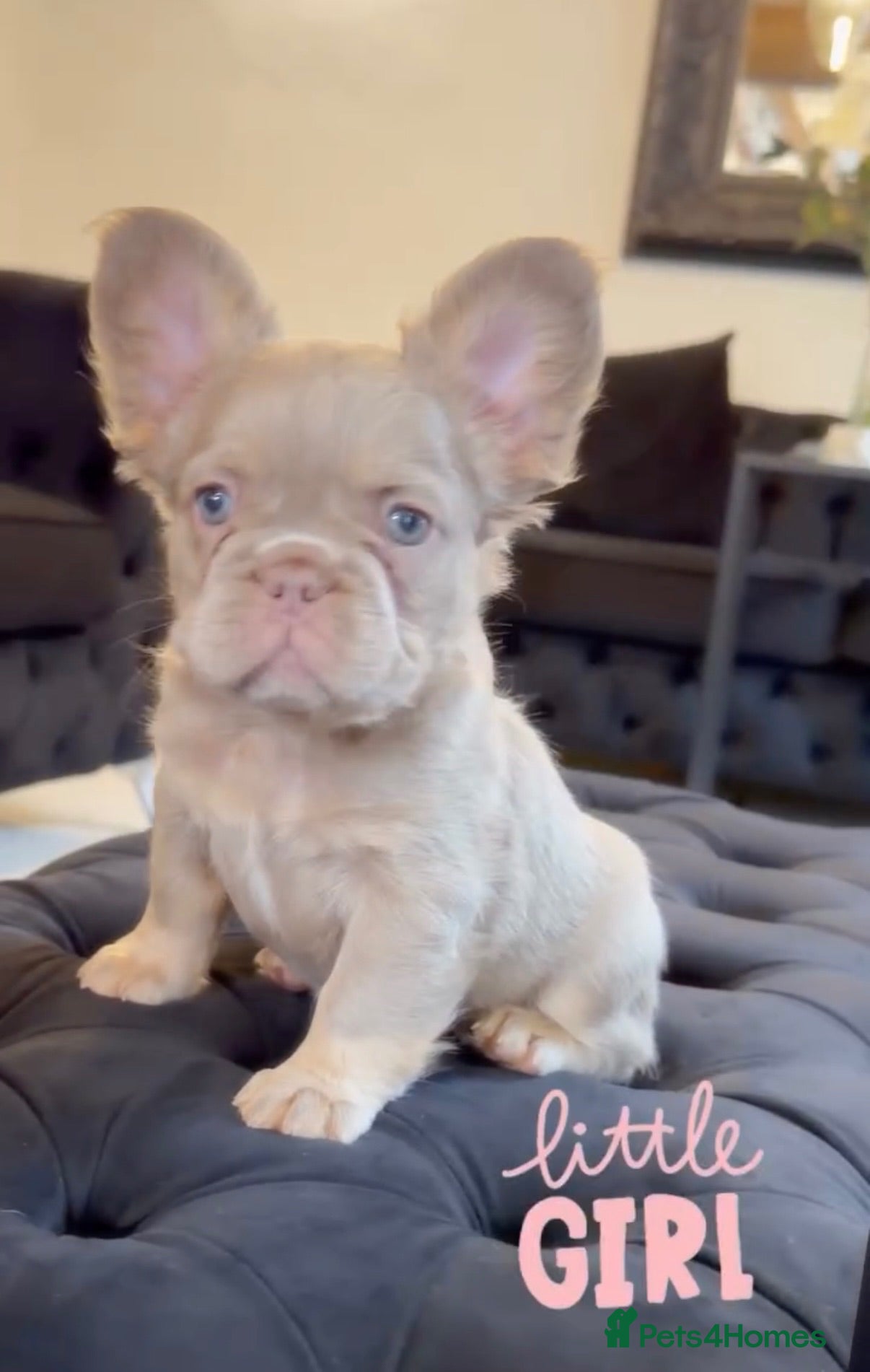 French Bulldog dogs French Bull Dogs / KC Registered / Visual Fluffy  - Advert 2