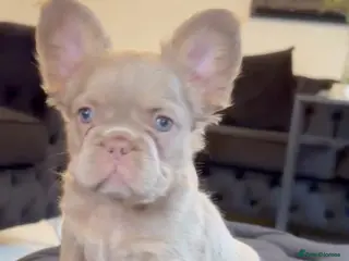 French Bulldog dogs French Bull Dogs / KC Registered / Visual Fluffy - Advert 2