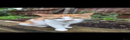Mixed Breed cats for sale: 2 gorgeous kittens left!! - Advert 1