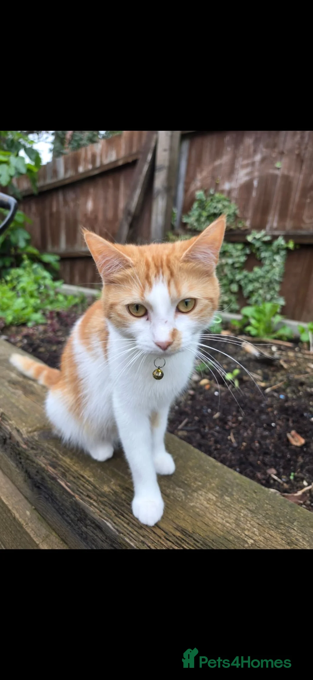Mixed Breed cats for sale: 2 gorgeous kittens left!! - Advert 1