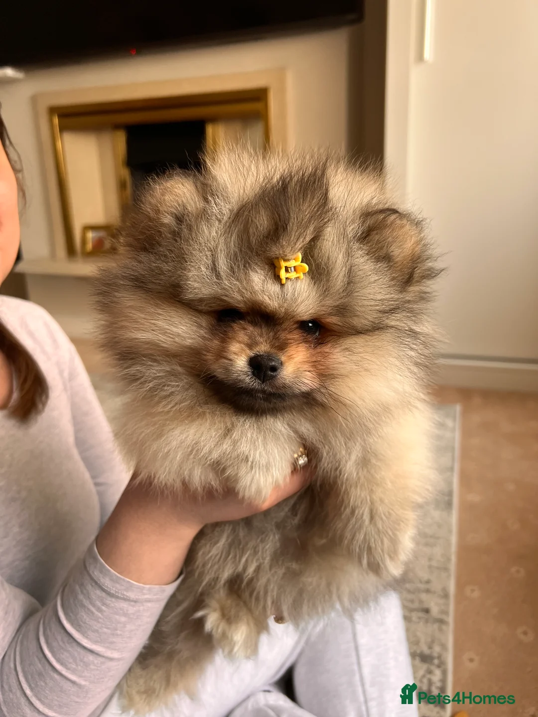 Pomeranian dogs for sale: Pomeranian Puppies looking for their new homes❤️ - Advert 7