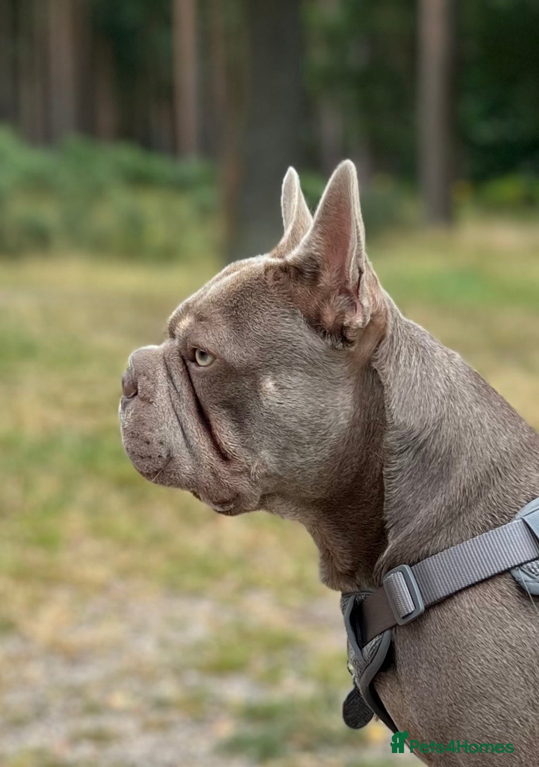 French Bulldog dogs for sale: ** male French bulldog - Image 5