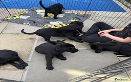 Labrador Retriever dogs for sale: 6 beautiful pedigree Labrador puppies - Image 13