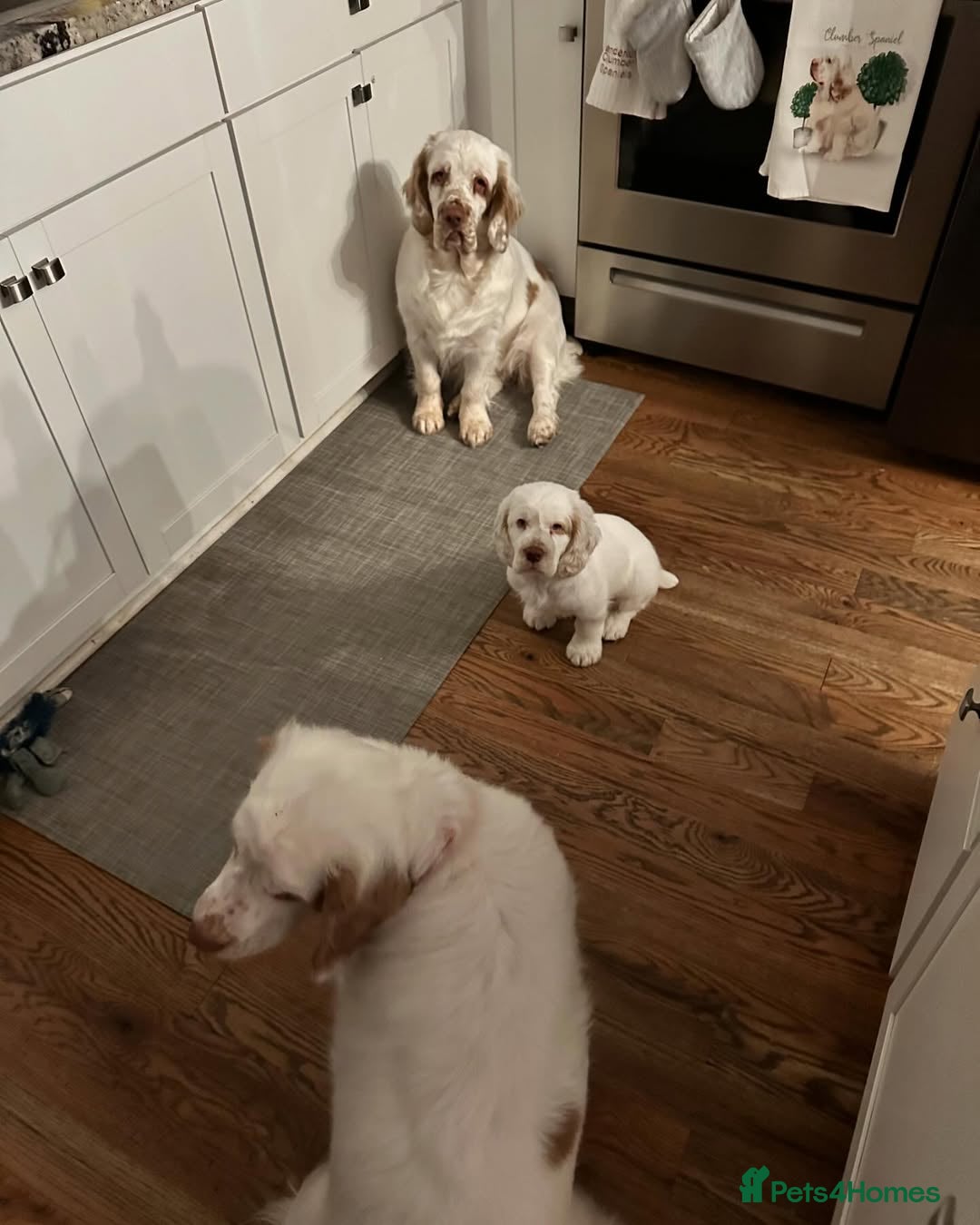 Clumber Spaniel dogs for sale: Clumber Spaniel Puppies for Sale - Advert 5