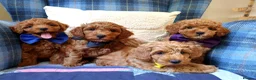 Coton De Tulear dogs for sale: F1bb Cotonoodle from heath tested parents - Advert 11