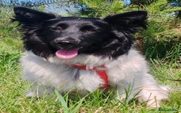 Welsh Corgi Cardigan dogs for adoption: BiBi – The Forgotten Soul Who Almost Lost her life - Image 5