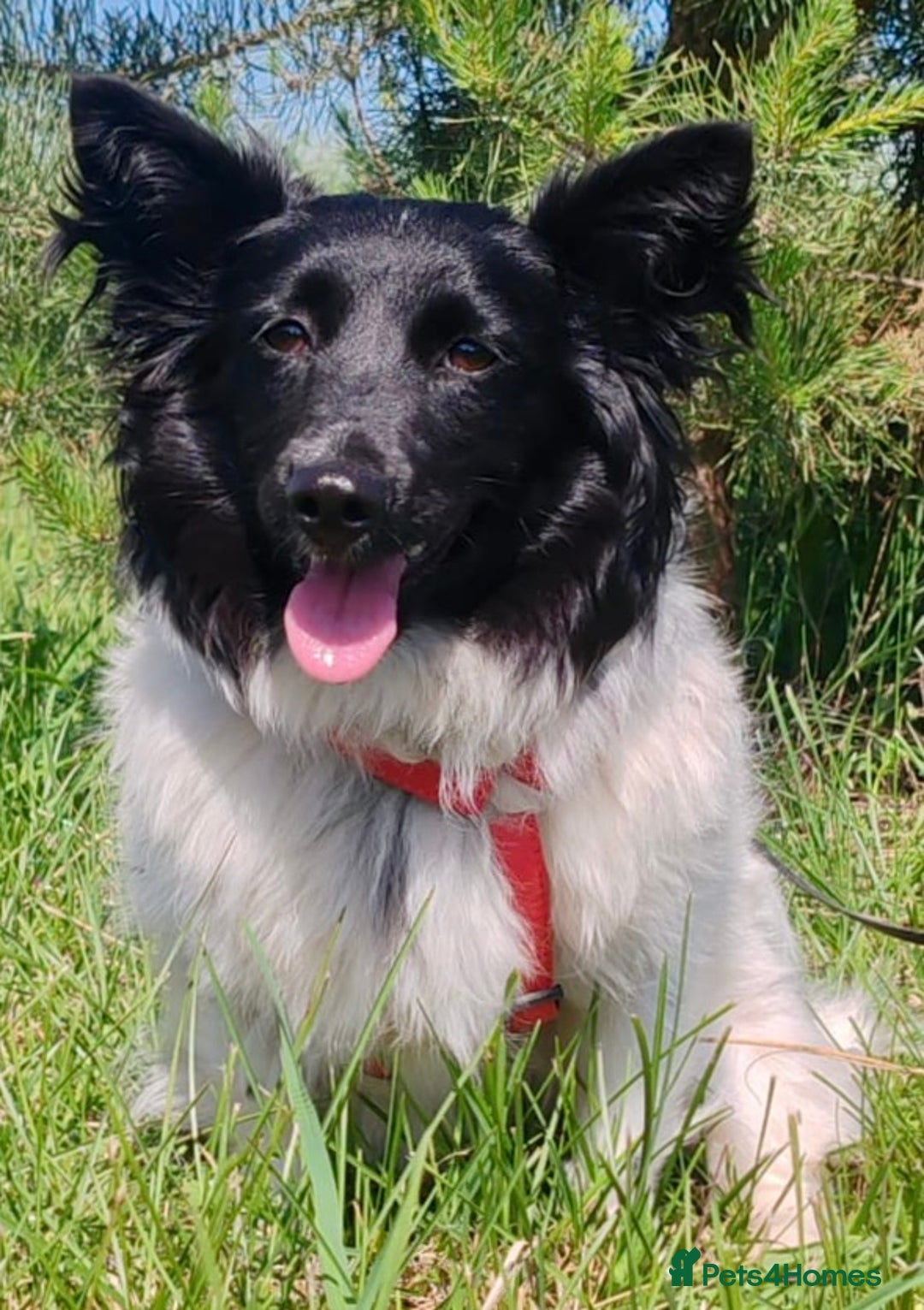 Welsh Corgi Cardigan dogs for adoption: BiBi – The Forgotten Soul Who Almost Lost her life - Image 5
