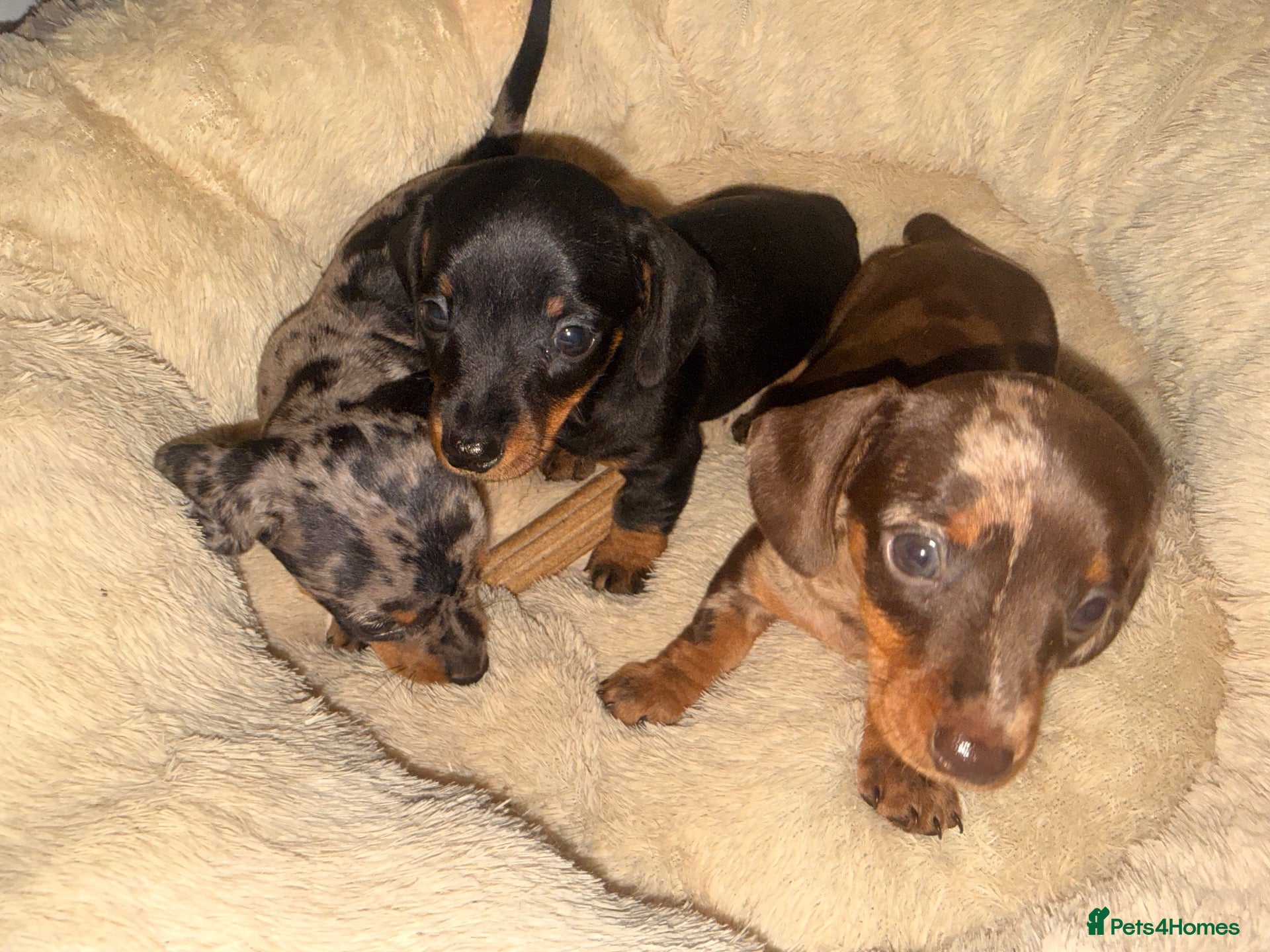 Miniature Dachshund dogs Very small smooth miniature daschund  - Advert 1