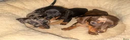 Miniature Dachshund dogs for sale: Very small smooth miniature daschund  - Advert 1