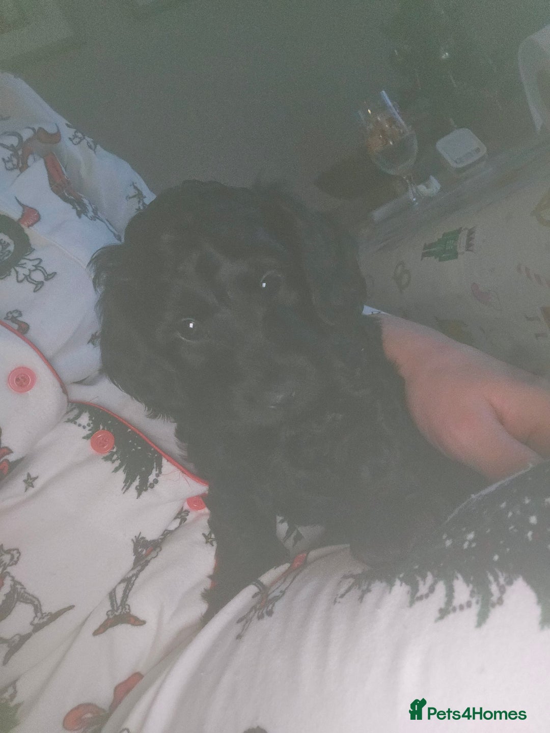 Cockapoo dogs for sale: 1 LEFT Toy f1b cokapoos🐶🐶 - Advert 1