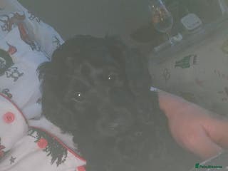 Cockapoo dogs 1 LEFT Toy f1b cokapoos🐶🐶 - Advert 15