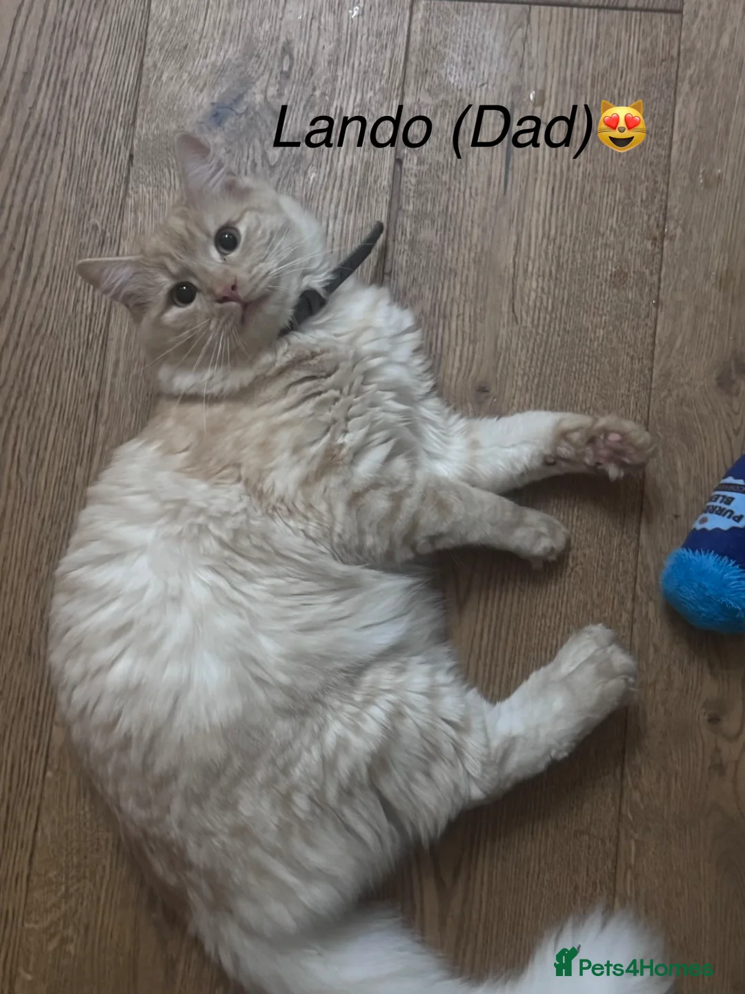 Mixed Breed cats for sale: Persian X Maincoon X Nebelung - Advert 22