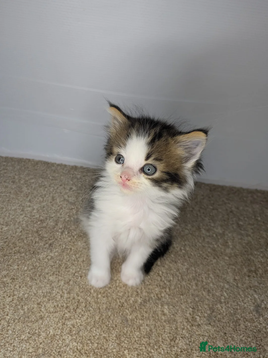 Maine Coon cats for sale:  Beautiful Maine coon kittens  - Advert 17