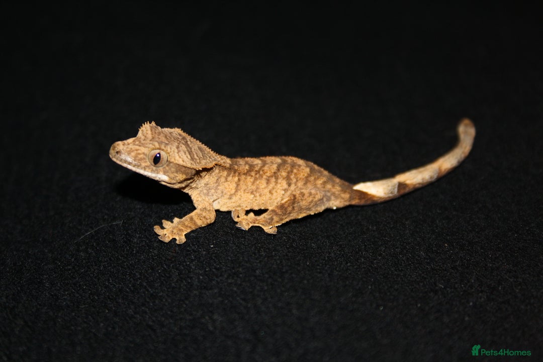 Gecko reptiles for sale: Crested geckos - Image 16