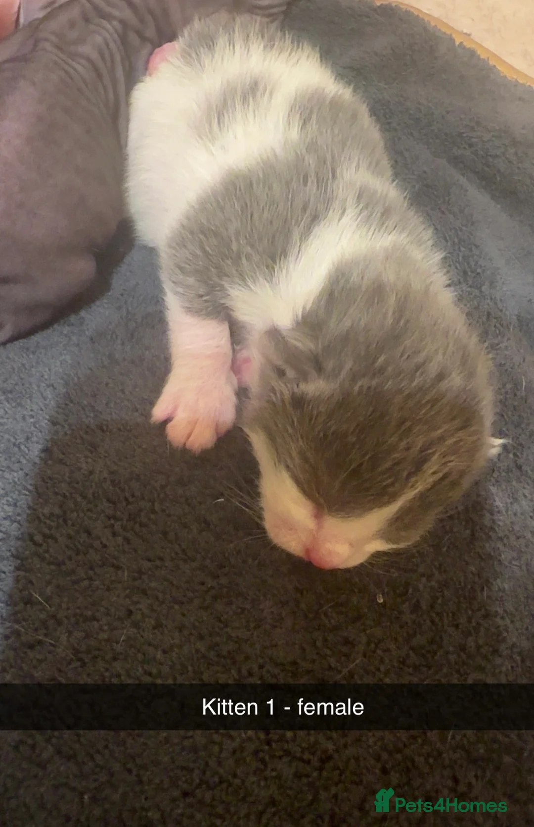 Mixed Breed cats for sale: American curl x Spynx kittens  - Advert 22