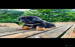 Tibetan Mastiff dogs for sale: 6 Tibetan Mastiff Puppies - Image 8