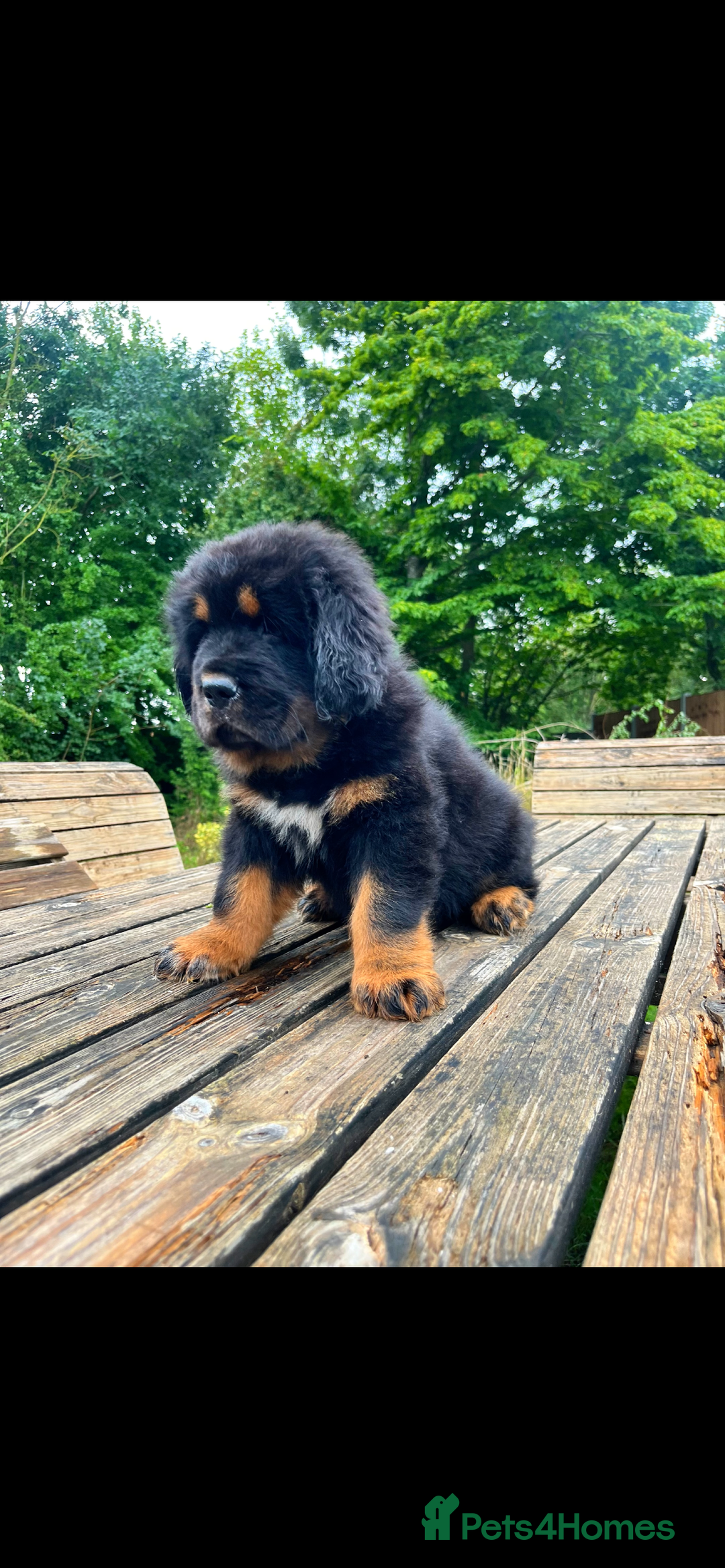 Tibetan Mastiff dogs for sale: 6 Tibetan Mastiff Puppies - Image 8