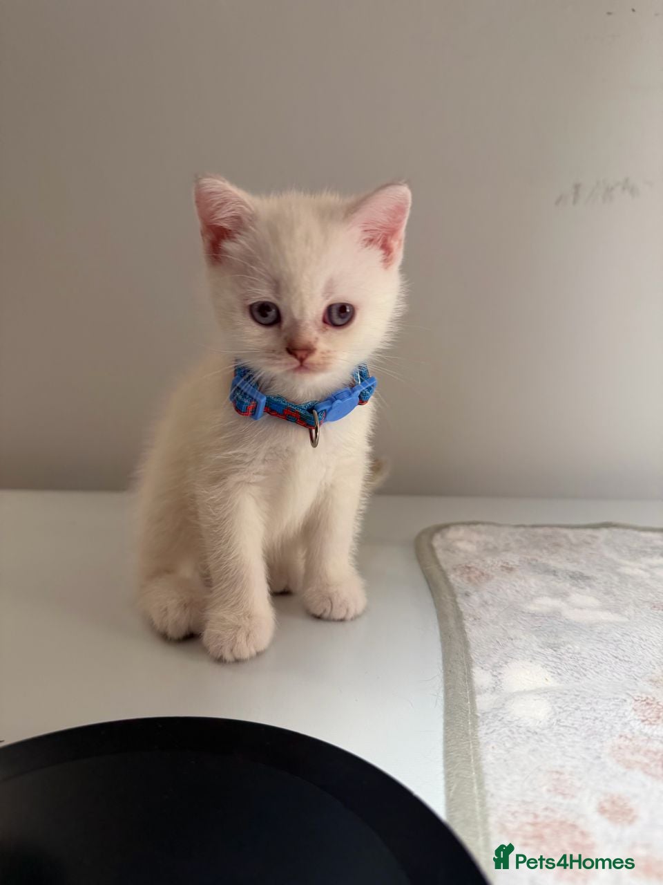 Scottish Fold cats ⭐️ Beautiful Scottish Folds 🐈 - Advert 1