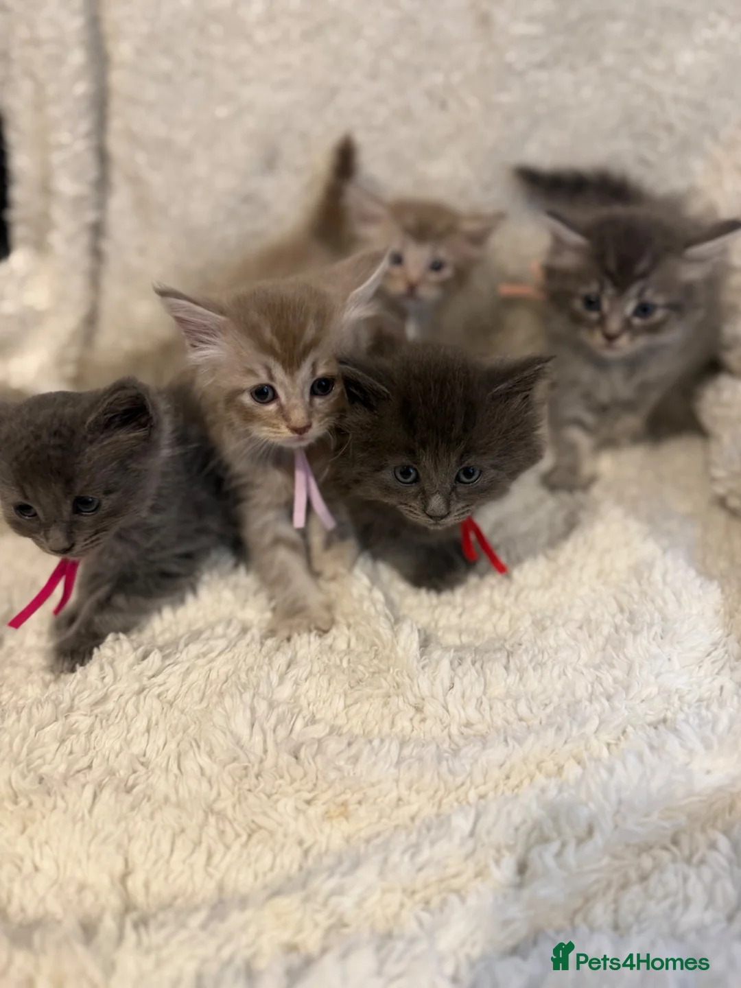 Maine Coon cats for sale: Maincoons kittens  in Cardiff - Advert 2
