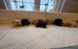 Cockapoo dogs for sale: Cockapoo F2 beautiful puppies  - Image 25