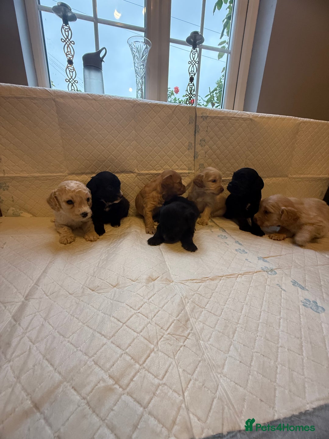 Cockapoo dogs for sale: Cockapoo F2 beautiful puppies  - Image 25