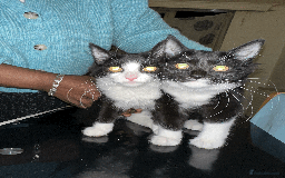 Domestic Shorthair cats for sale: Domestic Short hair kittens  - Advert 3