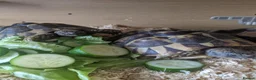 Tortoise reptiles for sale: Herman tortoises,vivarium and lamp.full set up - Advert 5