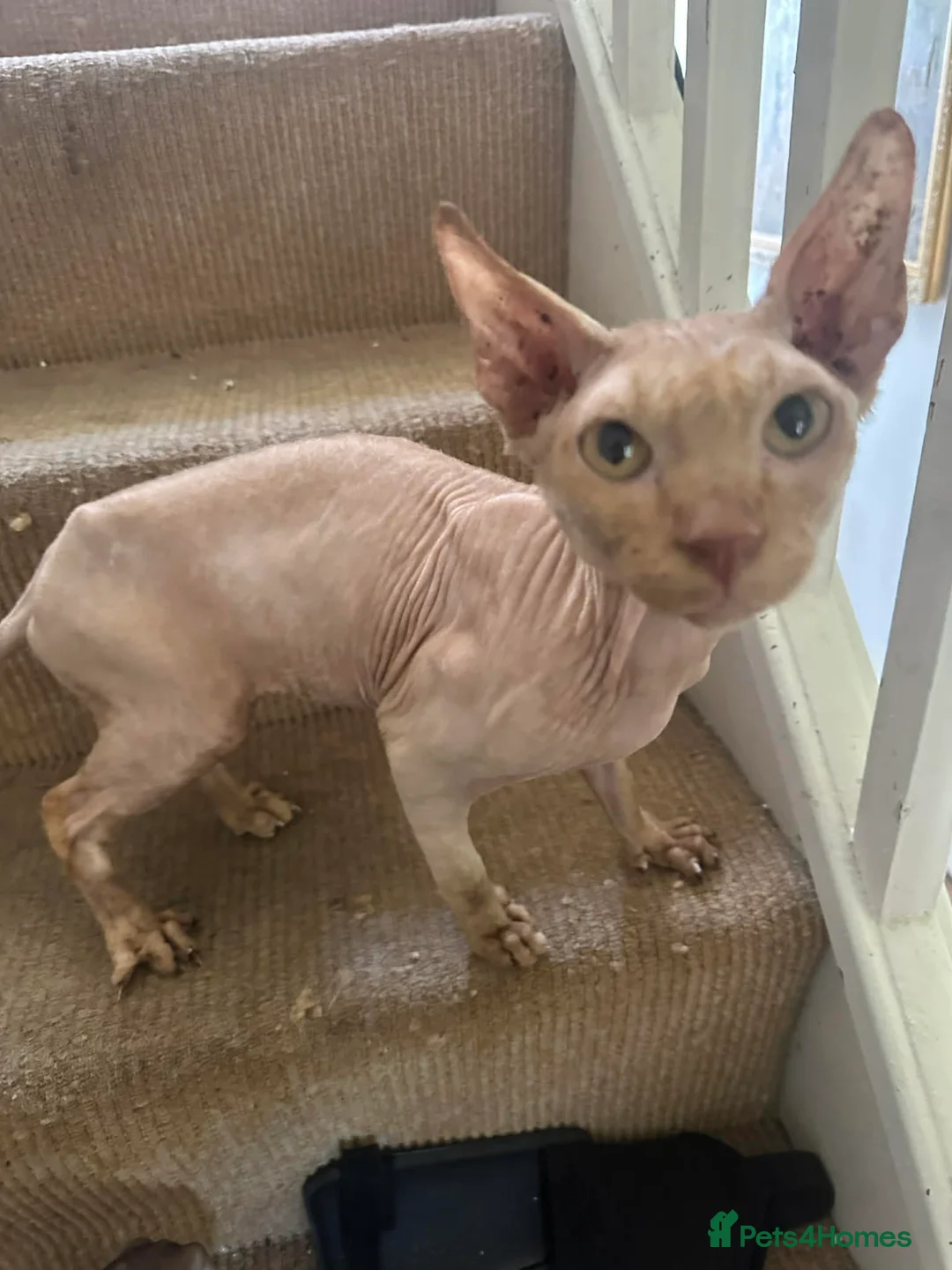 Sphynx cats for adoption: Male 200 - Advert 2