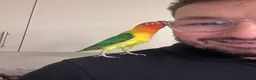 Lovebirds birds for sale: Breeding lovebirds  - Advert 5
