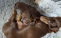 Dachshund dogs for sale: Our Dearest Amelia has had 2 superb  female pups  - Image 7