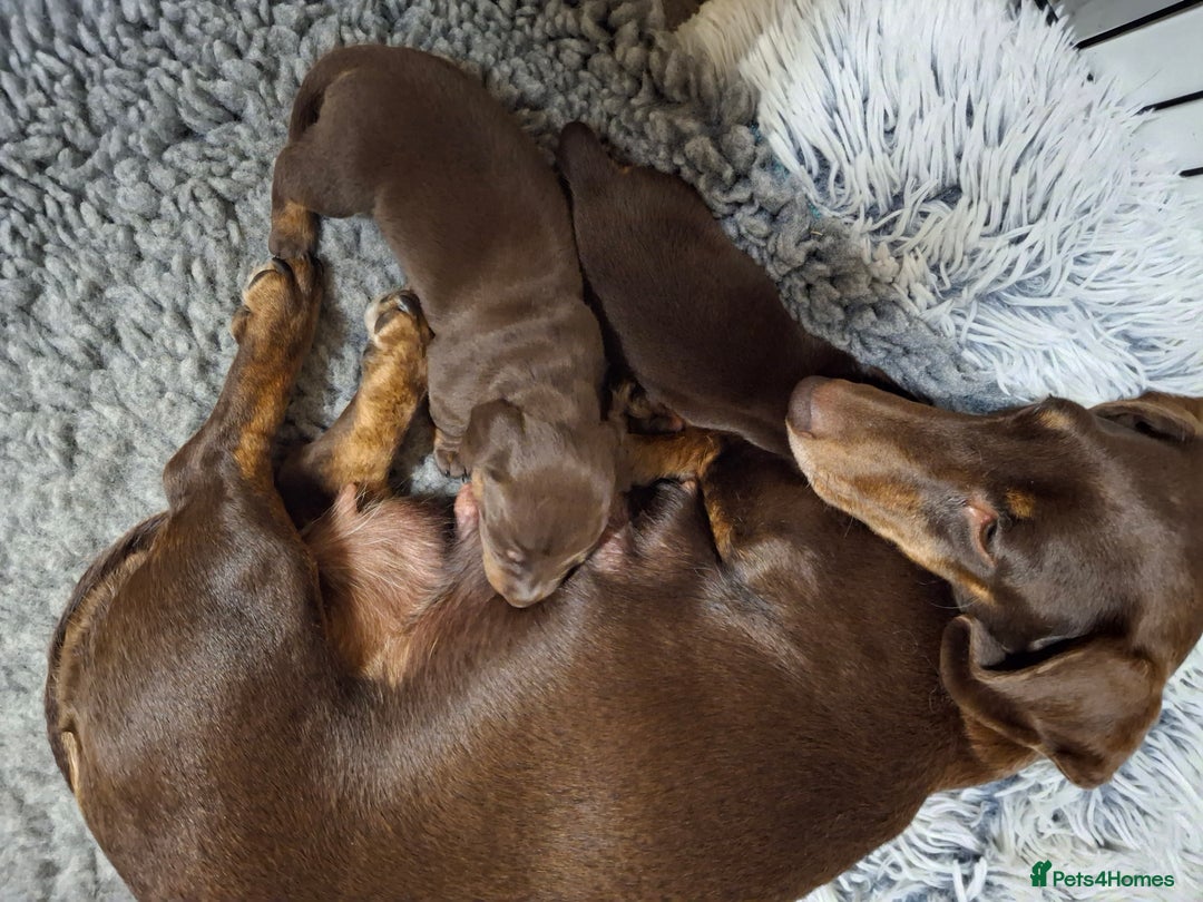 Dachshund dogs for sale: Our Dearest Amelia has had 2 superb  female pups  - Image 7