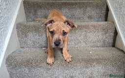 Mixed Breed dogs for sale: 💎 Stunning Brindle Bully Pups – Rare, Ready Now! - Image 5
