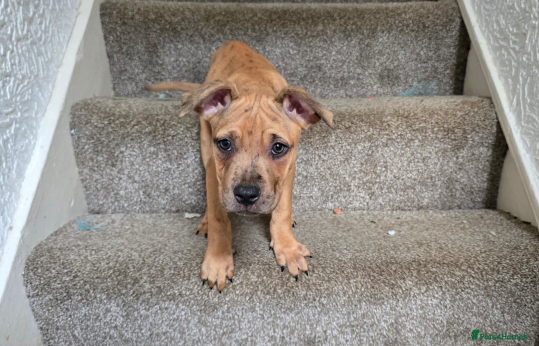 Mixed Breed dogs for sale: 💎 Stunning Brindle Bully Pups – Rare, Ready Now! - Image 5