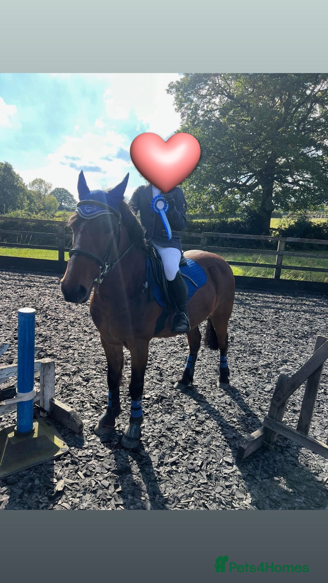 New Forest horses for sale: Dash - looking for a loving home. - Advert 7