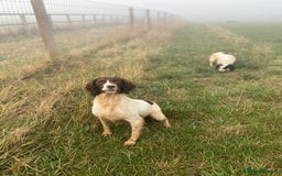 Sprocker dogs for sale: Beautiful Springer Spaniel KC Health Clear Parents - Image 15