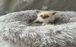 Ragdoll cats for sale: 7 Ragdoll kittens  - Image 5