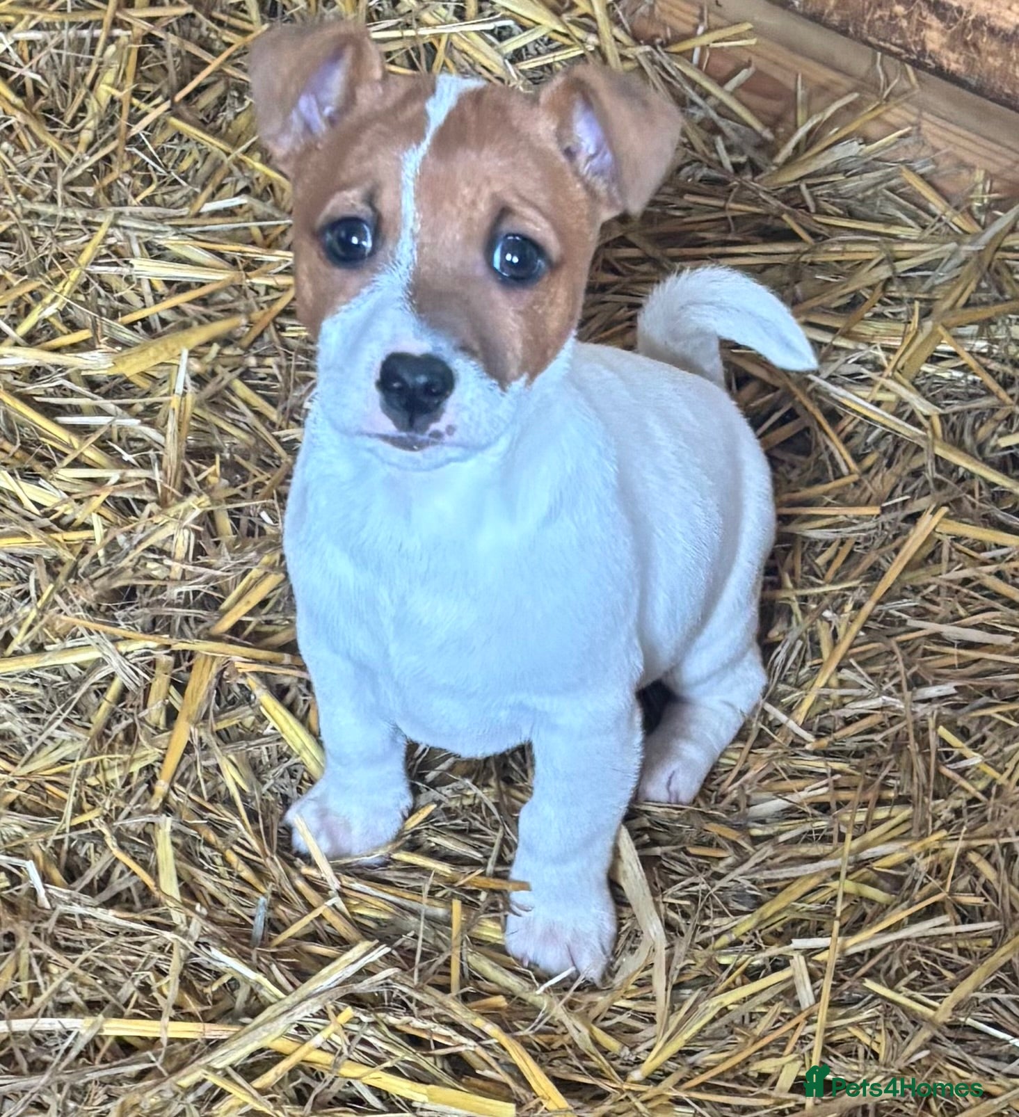 Jack Russell dogs Last boy remaining jack Russell puppy  - Advert 2