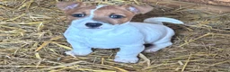 Jack Russell dogs for sale: Last boy remaining jack Russell puppy  - Advert 1