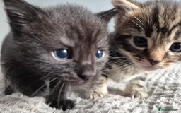 Mixed Breed cats for sale: 4 lovly kittens - Image 17