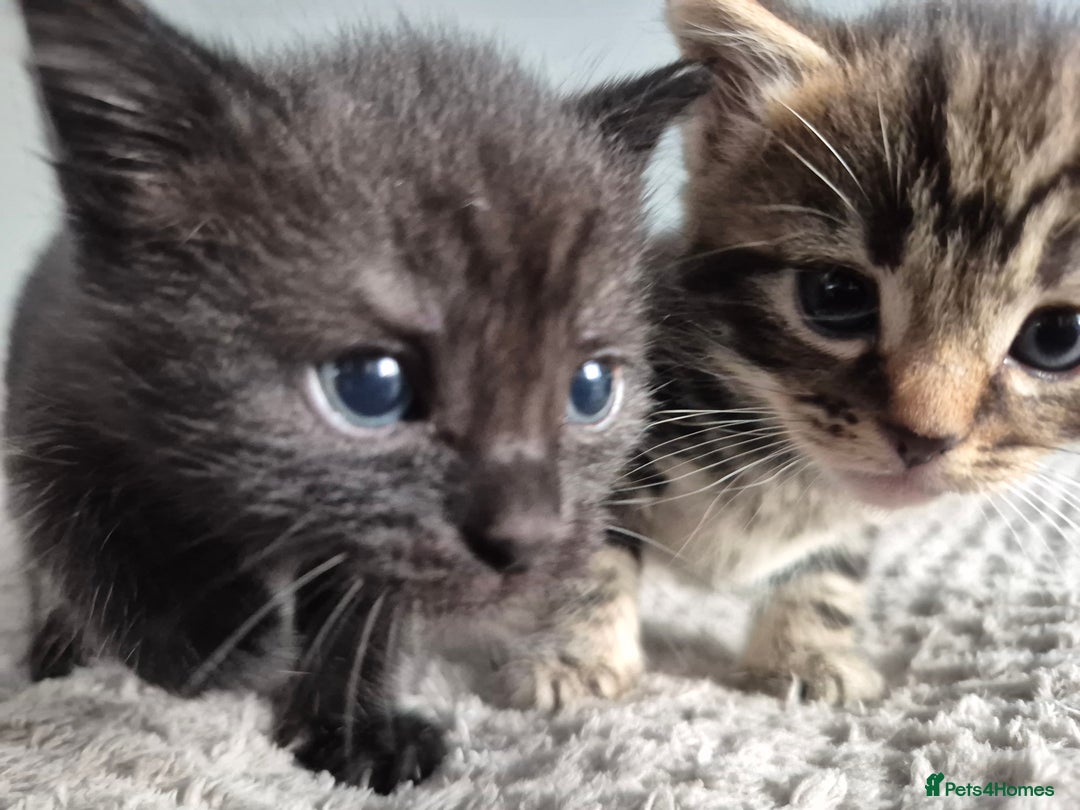 Mixed Breed cats for sale: 4 lovly kittens - Image 17