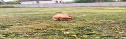 Cavapoo dogs for sale: Beautiful Cavapoo Litter of five for sale.  - Advert 22