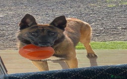 Belgian Shepherd Dog dogs for sale: Belgian malinois male dog - Image 3
