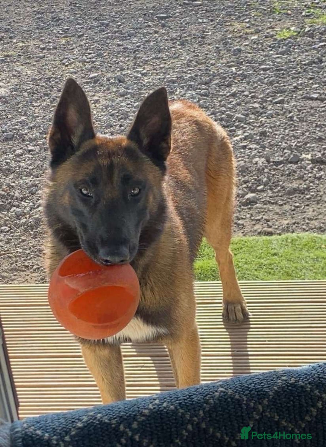 Belgian Shepherd Dog dogs for sale: Belgian malinois male dog - Image 3
