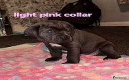 Cane Corso dogs for sale: 4 girls left *PRICE REDUCED* - Image 16