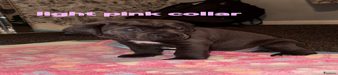 Light pink collar